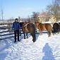 26.01.2014 Winter trip on horses /1