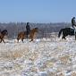 26.01.2014 Winter trip on horses /5