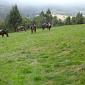 30.09.2013 2 horse trails to Jizera Mountains (Poland - Czech Republic) /13