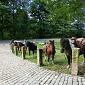 30.09.2013 2 horse trails to Jizera Mountains (Poland - Czech Republic) /51