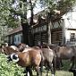 30.09.2013 2 horse trails to Jizera Mountains (Poland - Czech Republic) /36