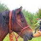 30.09.2013 2 horse trails to Jizera Mountains (Poland - Czech Republic) /73