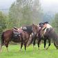 30.09.2013 2 horse trails to Jizera Mountains (Poland - Czech Republic) /17